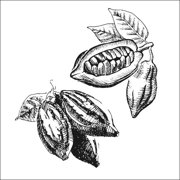 Cacao extraído a mano — Archivo Imágenes Vectoriales