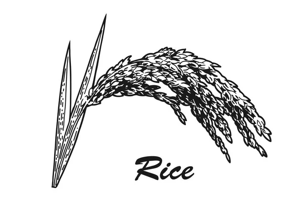 Planta de arroz bosquejo — Vector de stock