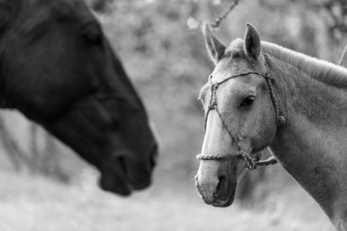 doğa güzel at resme