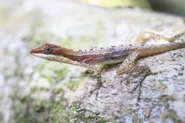Bir kayaya Tortuguero Milli Parkı, Kosta Rika ince anole (Anolis fuscoauratus veya Norops limifrons)