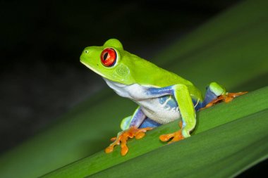 Kırmızı treefrog (amfibi callidryas) üzerindeki yaprak Tortuguero Milli Parkı, Kosta Rika, gece