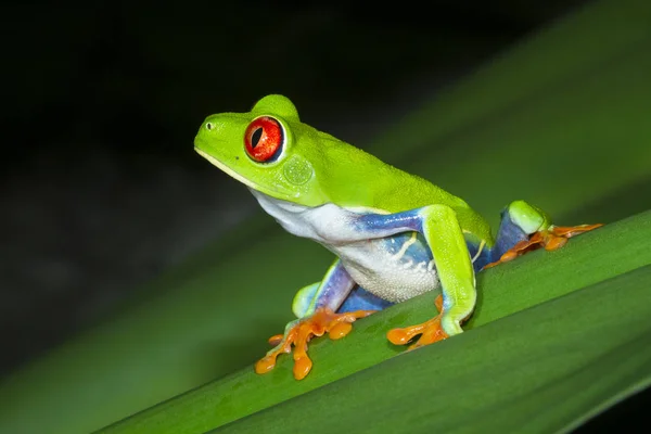 Zarudlé Oči Treefrog Listovnice Červenooká List Noci Národní Park Tortuguero — Stock fotografie