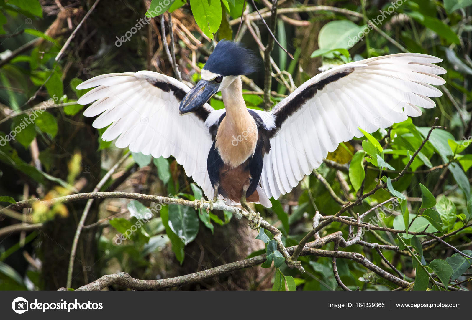 A boat-billed heron (Cochlearius cochlearius) spreads its wings while perched on a branch. Photographed in Belize Stock Photo by ©KevinWellsPhotography 184329366