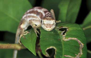 Bir yaprağına geceleri istirahat Belize'de bir lemur anole (Norops lemurinus)