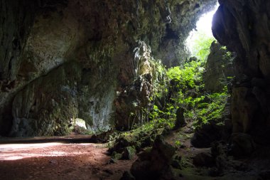 Işık karanlık bir mağaraya süzer ve bitki örtüsü Belize aydınlatır