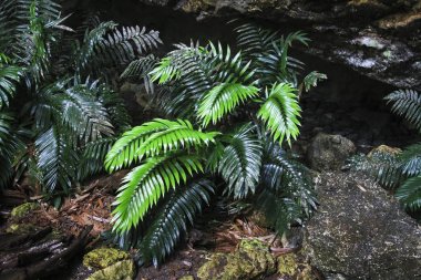 Belize çok uzak bir mağarada çok nadir Sikas bitki (Zamia decumbens)