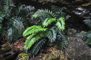 A very rare cycad plant (Zamia decumbens) in a very remote cave in Belize clipart