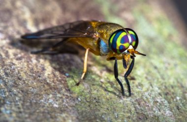 Belize yakından bir doktor sinek (aka sarı sinek, Diachlorus ferrugatus)