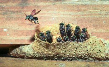 İ. arı (aile Apidae, kabile Meliponini) bir koloni bir kovan Belize alan evde kurulları arasında yapar