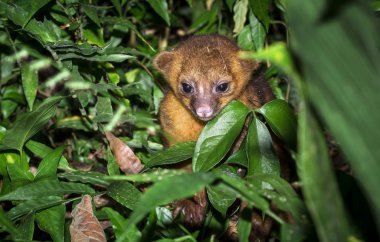 A young kinkajou (Potos flavus) in the jungle in Belize clipart