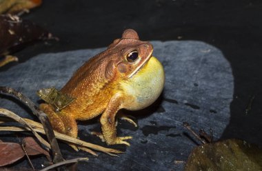 A gulf coast toad (Bufo valliceps) photographed at night in Belize clipart