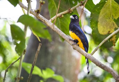 Güney Belize tünemiş bir Kara başlı trogon (Trogon melanocephalus)