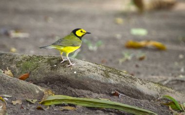A male hooded warbler (Setophaga citrina) foraging near the ground in Belize clipart