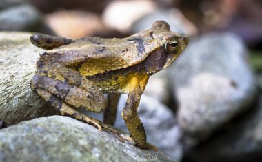 Bir Campbell'ın yağmur ormanları Kurbağa (Bufo campbelli veya Incilius campbelli) bir kayaya Belize
