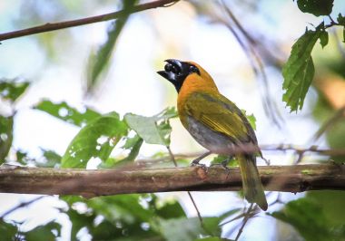 Tünemiş ve bir tohum yiyen bir kara yüzlü kocabaş (Caryothraustes poliogaster). Güney Belize fotoğrafı