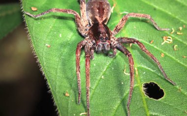 A wandering spider (family Ctenidae) up close at night in Belize clipart