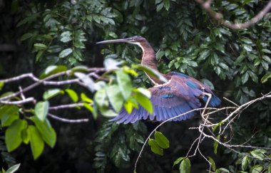 Belize ormanda uçuş bir agami balıkçıl (Agamia agami) alır