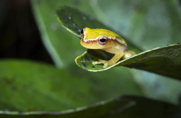 A painted treefrog (Hyla picta) rests on a leaf at night in Belize — Stock Photo, Image