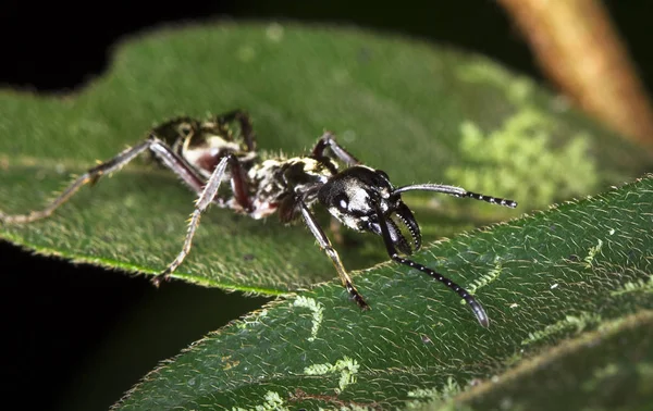 Una hormiga bala (Paraponera clavata) fotografiada por la noche en Belice — Foto de Stock