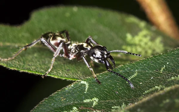 Муравей-пуля (Paraponera clavata), сфотографированный ночью в Белизе — стоковое фото