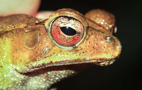 Um sapo da costa do golfo (Bufo valliceps) fotografado à noite em Belize — Fotografia de Stock