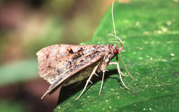 Un papillon de nuit se repose sur une feuille au Belize — Photo