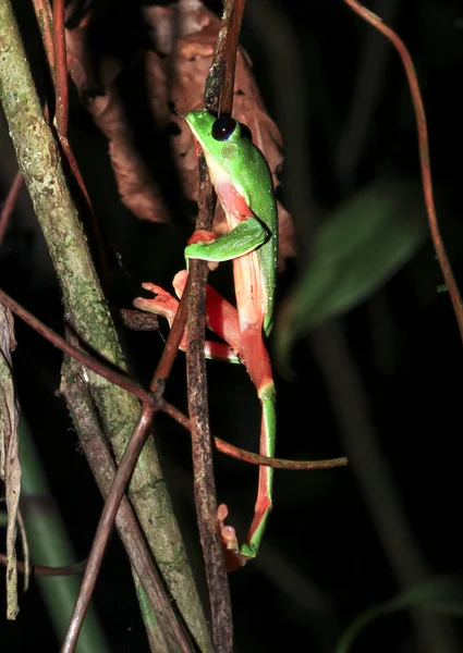 Un árbol de Morelet (Agalychnis moreletii) trepa por las ramas por la noche en el sur de Belice — Foto de Stock