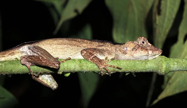 Une femelle anole à grosse tête (Norops capito) repose sur une branche la nuit au Belize — Photo