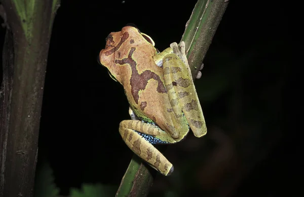 Um sapo-da-árvore-azul-manchado mexicano (Smilisca cyanosticta) em uma filial à noite no sul de Belize — Fotografia de Stock