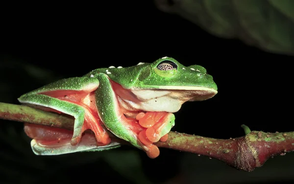 A rã-da-árvore-de-Morelet (Agalychnis moreletii) dorme em uma filial à noite em Belize — Fotografia de Stock