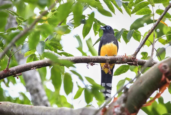 A male black-headed trogon (Trogon melanocephalus) in Toledo, Belize — Stock Photo, Image