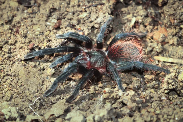 Une tarentule rousse mexicaine (Brachypelma albiceps) marchant le long du sol forestier la nuit au Belize — Photo