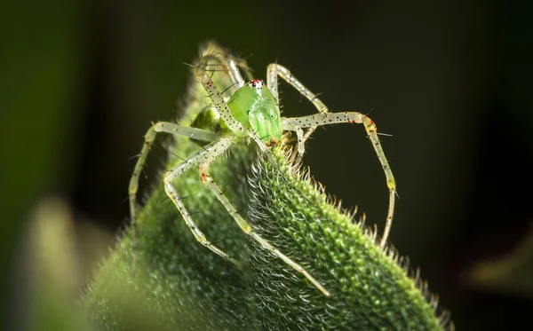 Een groene lynx spin (Peucetia viridans) op een blad in de nacht in Belize — Stockfoto