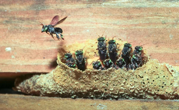 Ein Volk stachelloser Bienen (Familie Apidae, Stamm Meliponini) bildet einen Bienenstock zwischen den Brettern eines Feldhauses in Belize — Stockfoto