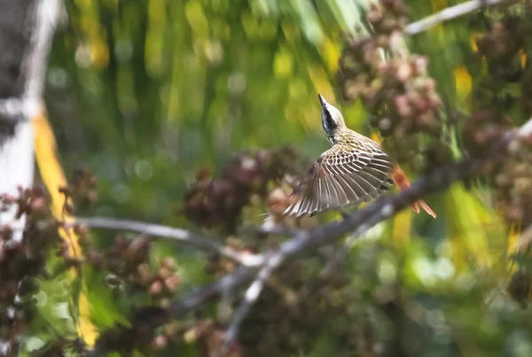 Ein Schwefelbauch-Fliegenschnäpper (myjoodynastes luteiventris) fliegt durch die Äste nach oben. Fotografiert in Belize — Stockfoto