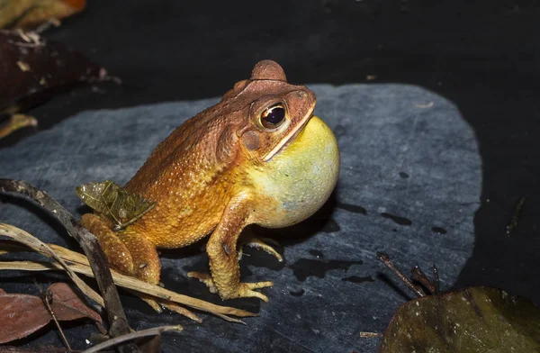 Um sapo da costa do golfo (Bufo valliceps) fotografado à noite em Belize — Fotografia de Stock