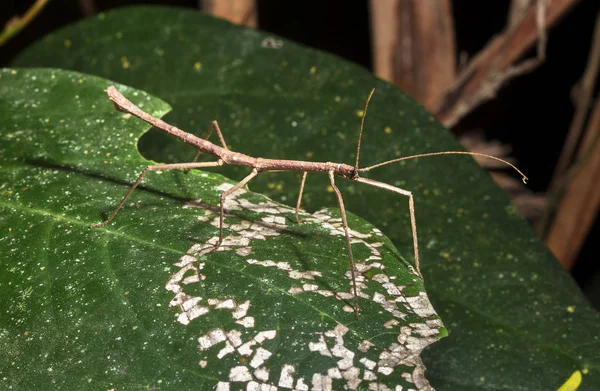 在伯利兹的夜晚, 一根棍子昆虫 (家庭 Phylliidae) 在树叶上行走 — 图库照片