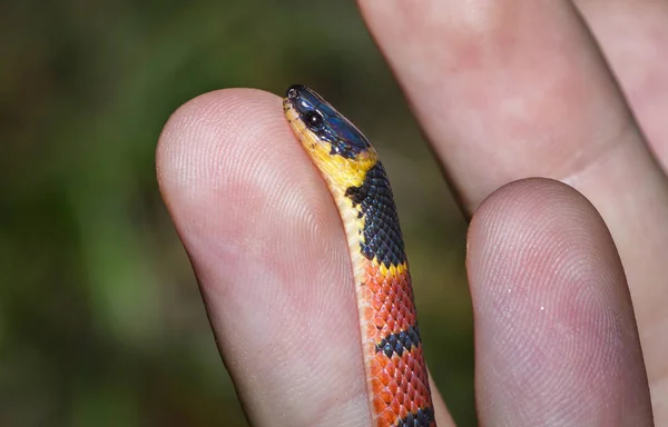 En redback kaffe orm (CHS sebae) bredvid fingret av en handler i Belize — Stockfoto