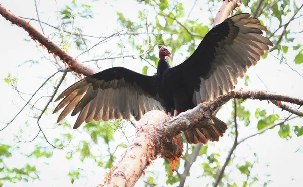 A turkey vulture (Cathartes aura) spreads its wings in Belize — Stock Photo, Image
