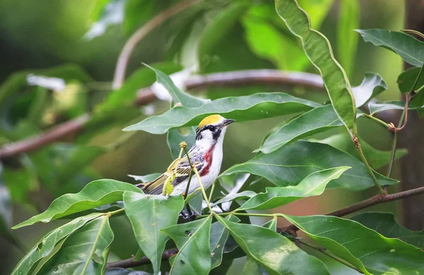 A male chestnut-sided warbler (Setophaga pensylvanica) perched in a tree in Belize — Stock Photo, Image