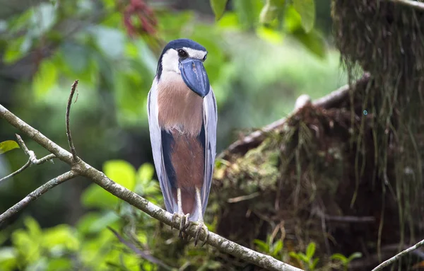 A boat-billed heron (Cochlearius cochlearius) perched on a branch in Belize — Stock Photo, Image