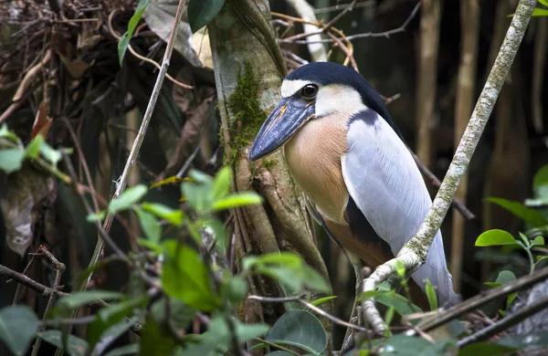 Un airone dal becco di barca (Cochlearius cochlearius) appollaiato su un ramo del Belize — Foto Stock