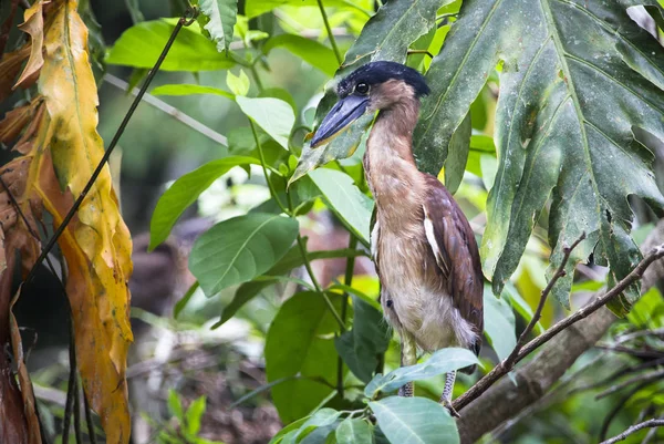 A young boat-billed heron (Cochlearius cochlearius) perched on a branch in Belize — Stock Photo, Image