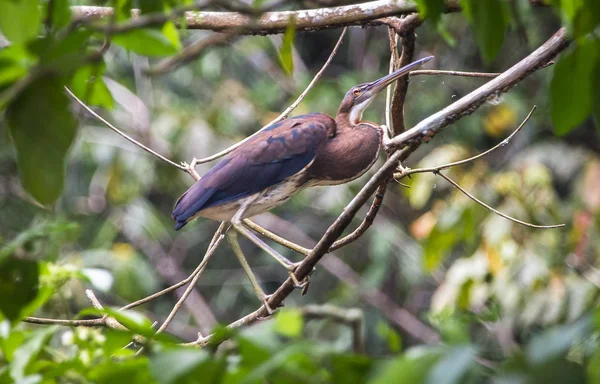 An agami heron (Agamia agami) perched in the jungle in Belize — Stock Photo, Image