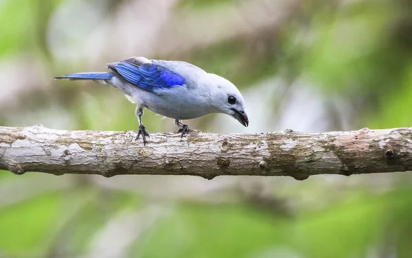 Un tanager adulto grigio-blu (Thraupis episcopus) su un ramo d'albero in Belize — Foto Stock