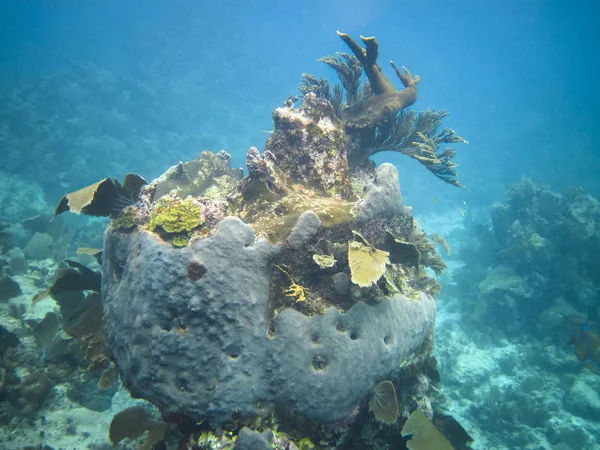 Una comunidad de coral crece en los arrecifes de Tobacco Caye, Belice — Foto de Stock