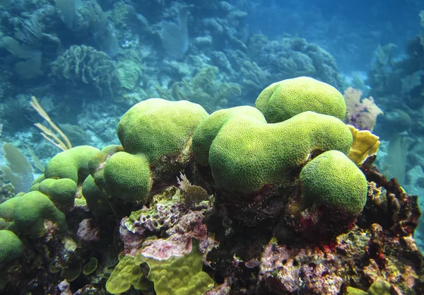 Una colonia de coral verde crece en los arrecifes de Tobacco Caye, Belice — Foto de Stock