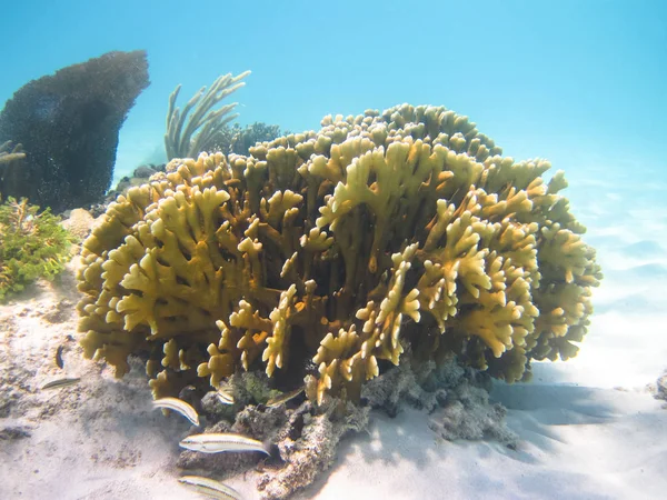 Una colonia de coral en el Mar Caribe. Fotografiado en Belice — Foto de Stock