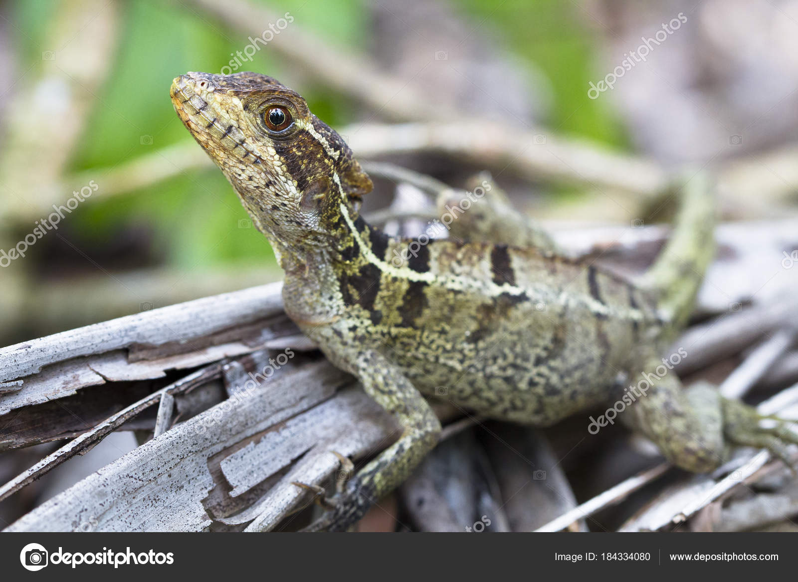 A Striped Basilisk Basiliscus Vittatus Resting On The Forest