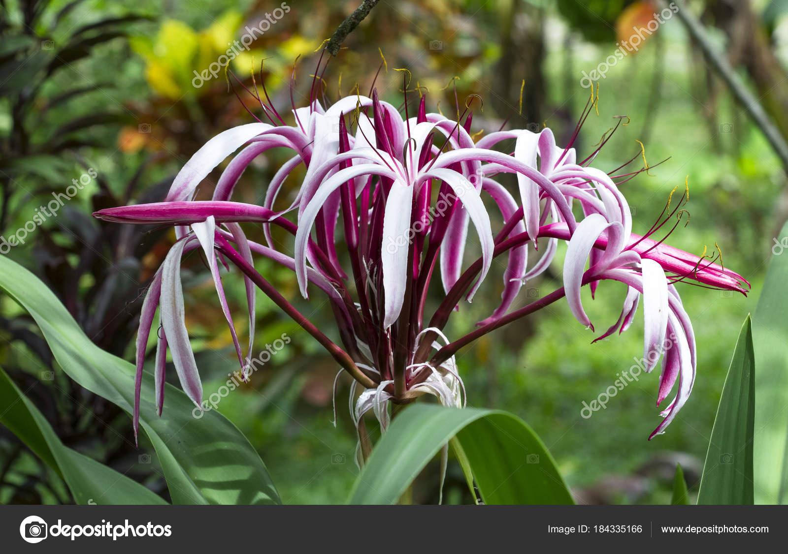 Huntsman spider Imagens, banco de imagens e fotos de Huntsman spider, image size:1600x1126